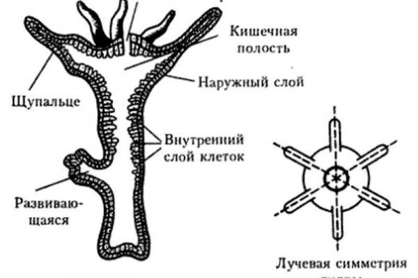 Кракен маркет даркнет скачать